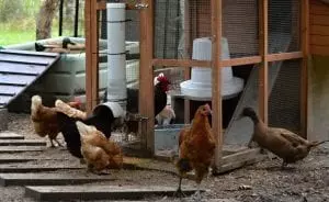 Feeders chicken PVC feeder tube hens ducks different feeders