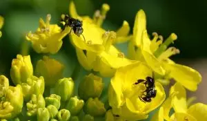 Native bees on bok choy flowers close yellow