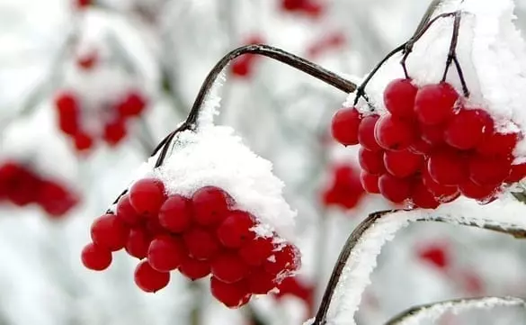 frozen berries not nannas
