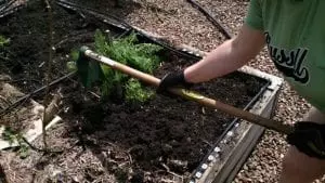 preping garden bed with hoe