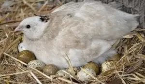 quail coturnix japanese sitting on eggs