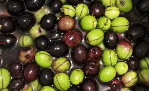 Our own fermented olives