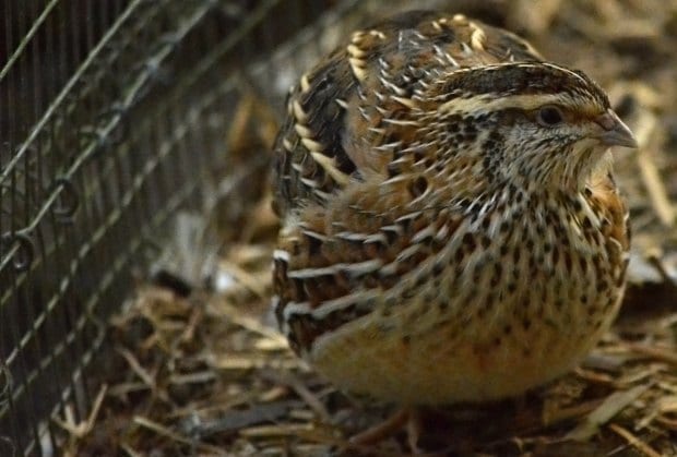 coturnix quail female