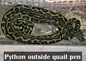 Python trying to get into quail cage