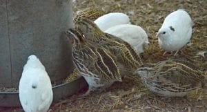 Coturnix Quail A&M eating from feeder