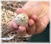 quail egg in hand
