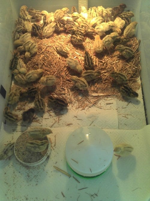 Quail Chicks Home Made Brooder