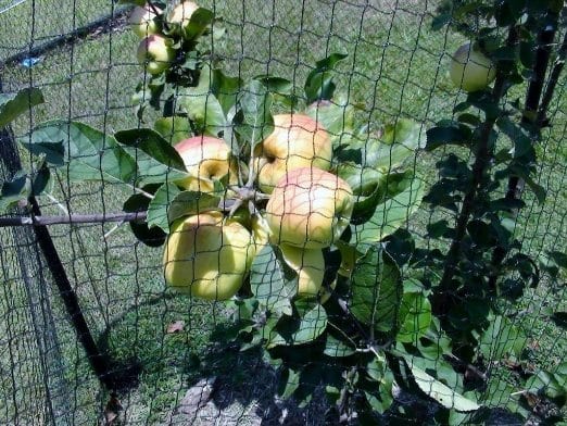 Netting Over Apples Nice and Safe!