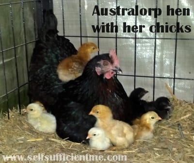 Australorp hen with her chicks