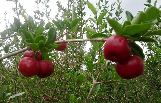 Barbados Cherry (Acerola) on tree