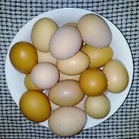Chicken eggs in a bowl