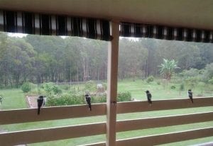 Butcher birds getting out of rain overlooking vegetable garden