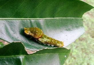 Caterpillar on orange leaf