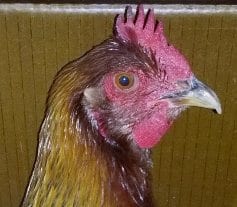 Chicken head (Welsummer)