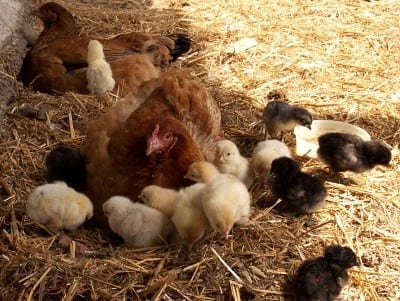 Hen nesting with chicks