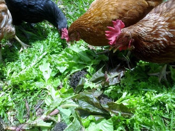 Chickens Eating Lettuce