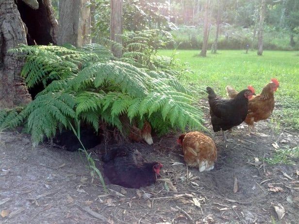 Chickens under ferns