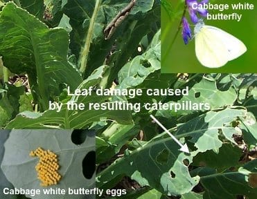 Pest cabbage white butterfly on cauliflower