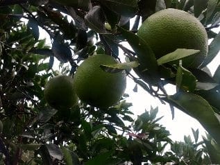 Green oranges on tree