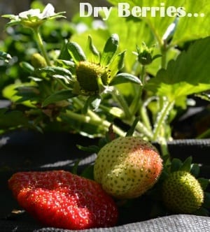 Dry a glut of strawberries