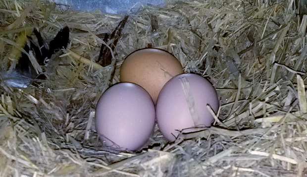 Eggs in nesting box