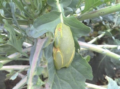 Frog on broccoli leaf