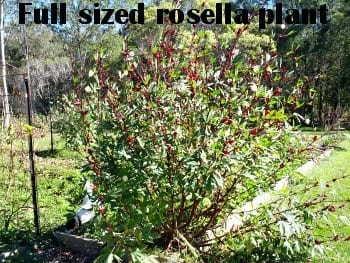full sized rosella plant