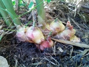 Ginger rhizome in ground