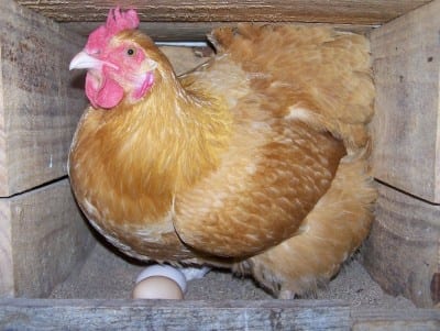Hen in wooden nesting box