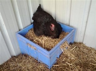 Hen nesting on milk crate
