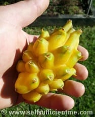 Holding yellow dragon fruit