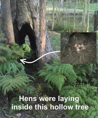 Chicken nest eggs inside hollow tree