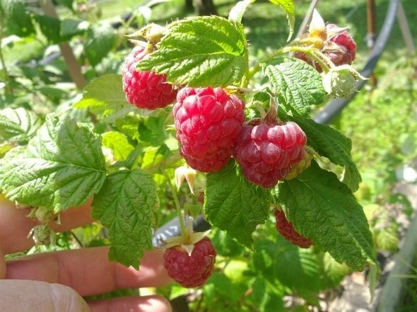 Raspberries Home Grown