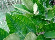 Iron deficiency orange leaf