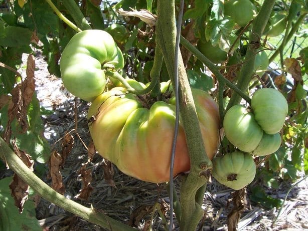 Italian Tree Tomato Growing