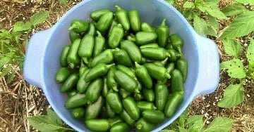 Picked Jalapeno Chillies