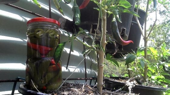 Jalapeno and Cayene Chillies Pickled