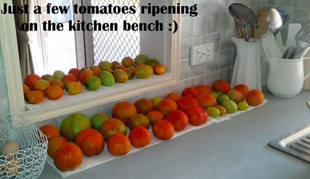 some large variety tomatoes on bench grown in subtropical climate