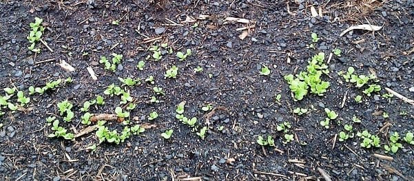 Lettuce Seedlings Sowed Directly