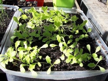 Lettuce Seedlings in Tray
