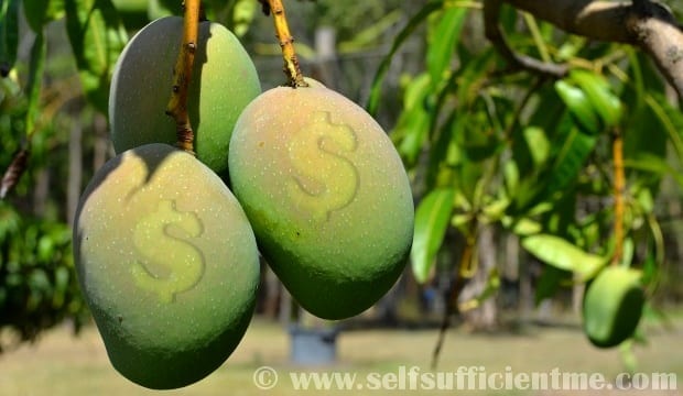 mangoes homegrown with dollar signs