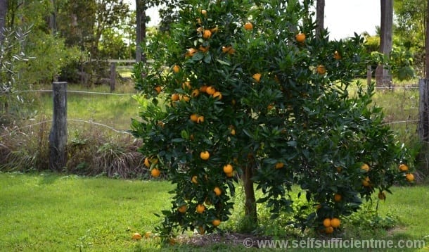 Valencia orange tree thriving