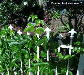 Passion fruit vine weed?