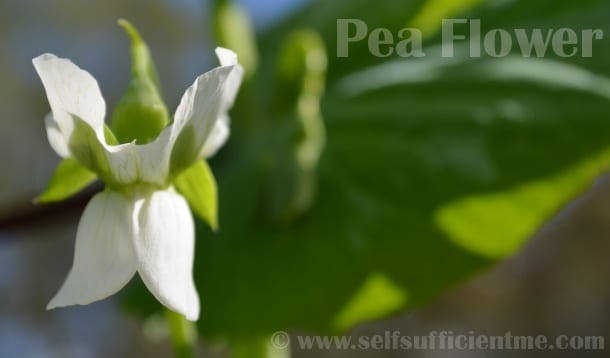 Close up of pea flower