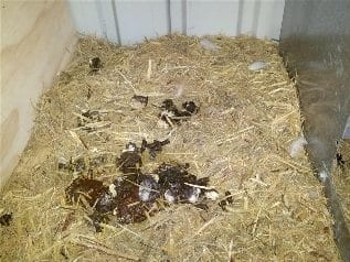 Poop in chicken nesting box