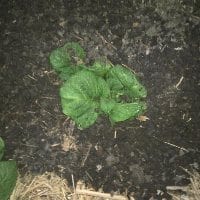 Soil heaped around stem