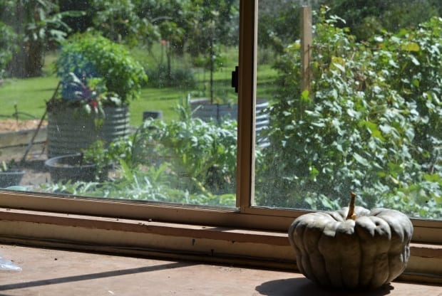 pumpkin in shed window curing with vegetable garden in background