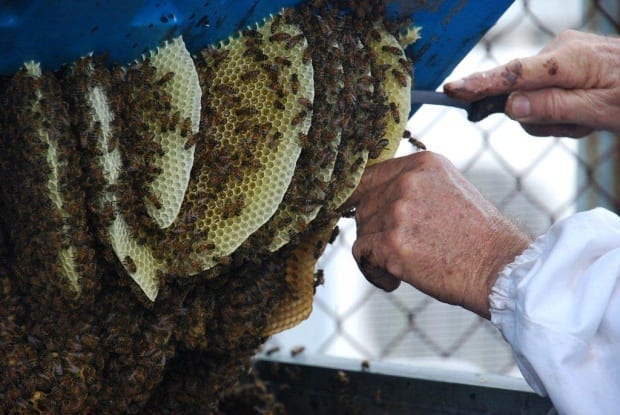 Removing honey comb European Bees nest from industrial bin 