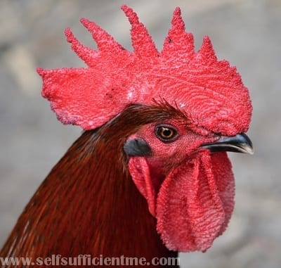 Rooster head chicken permaculture shot