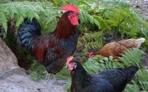 Rooster in ferns Australorp hen front Coq au Vin first image